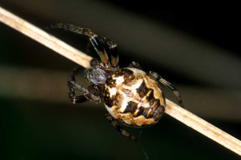 Larinioides_cornutus_P1471_Z_80_Les Gris_Frankrijk.jpg